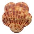 Native Piktin Scallop Pendants Shell Pendant Shell Pendant