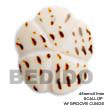 Native Scallop Cunos Shell Pendant Shell Pendant Shell Pendant